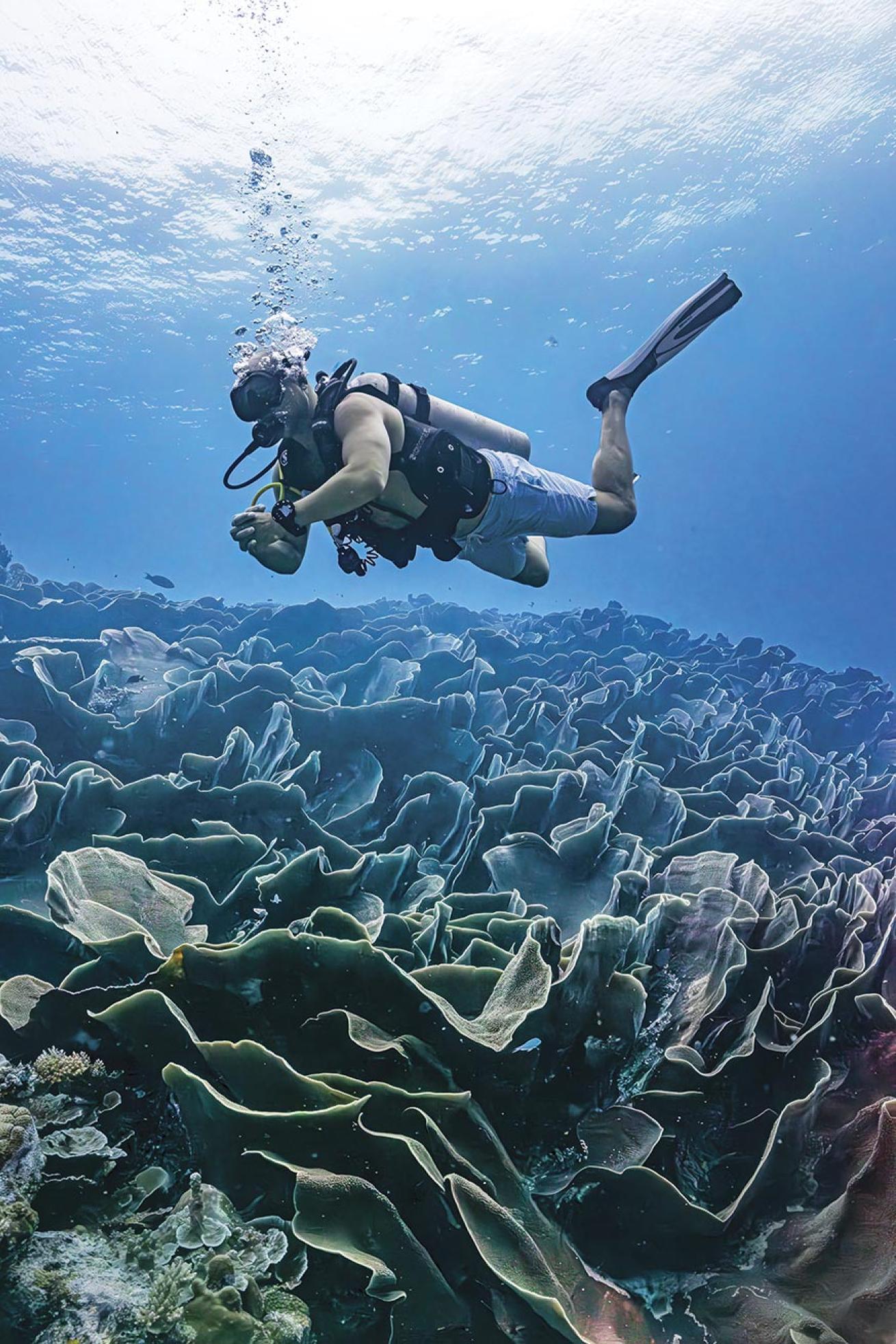 Heath hovers over lettuce coral in Ulong Channel