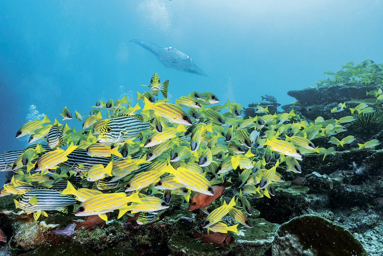Manta rays gather at Maafushi Rocks, hoping the local wrasse will have a hankering for the parasites living on their bodies.
