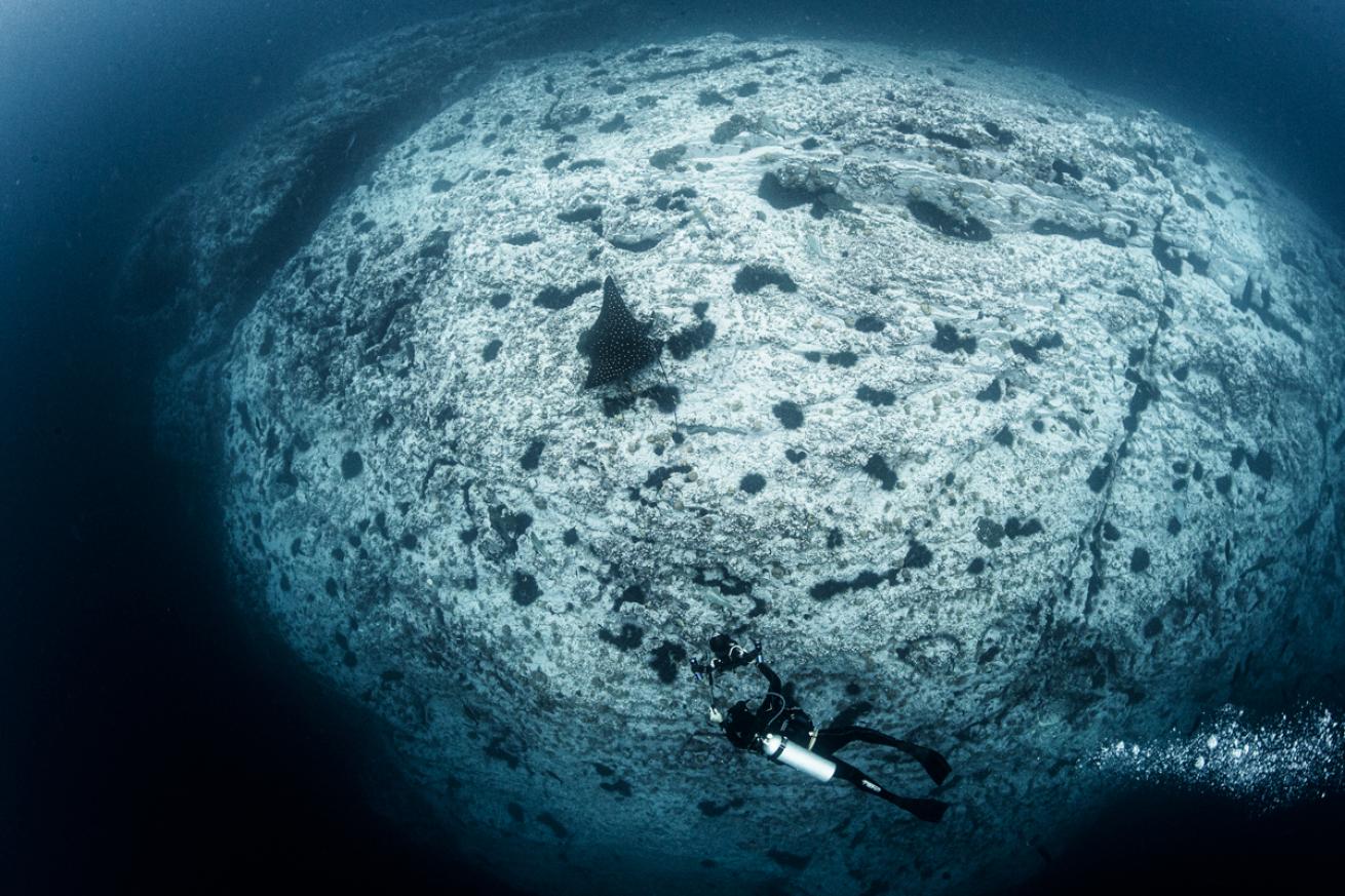 Eagle rays and peacock flounder are just two among the diverse cast of characters found on the rocky reefs.