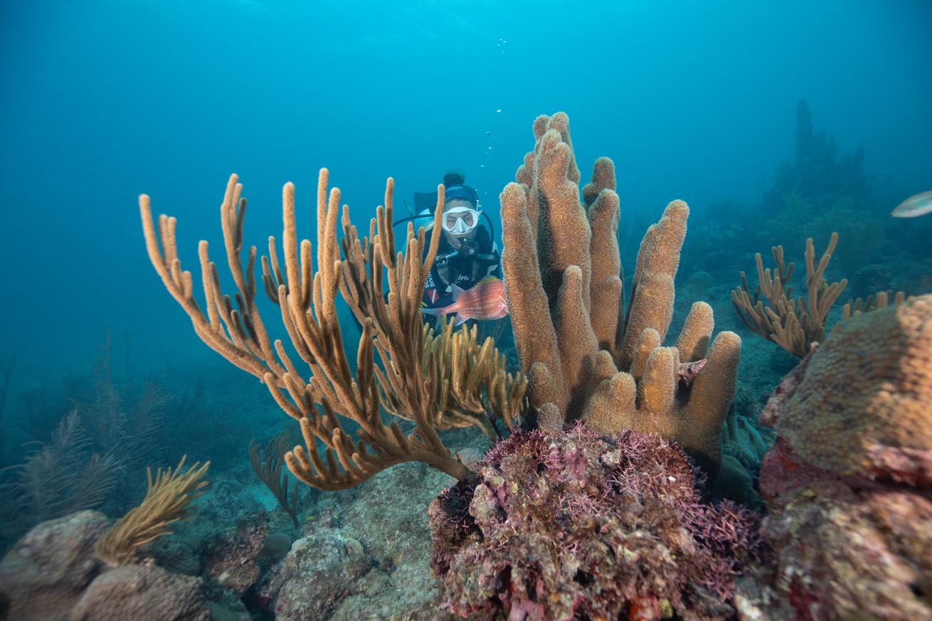 Diver observes an endangered pillar coral at Tete's Place in Providencia, Colombia.