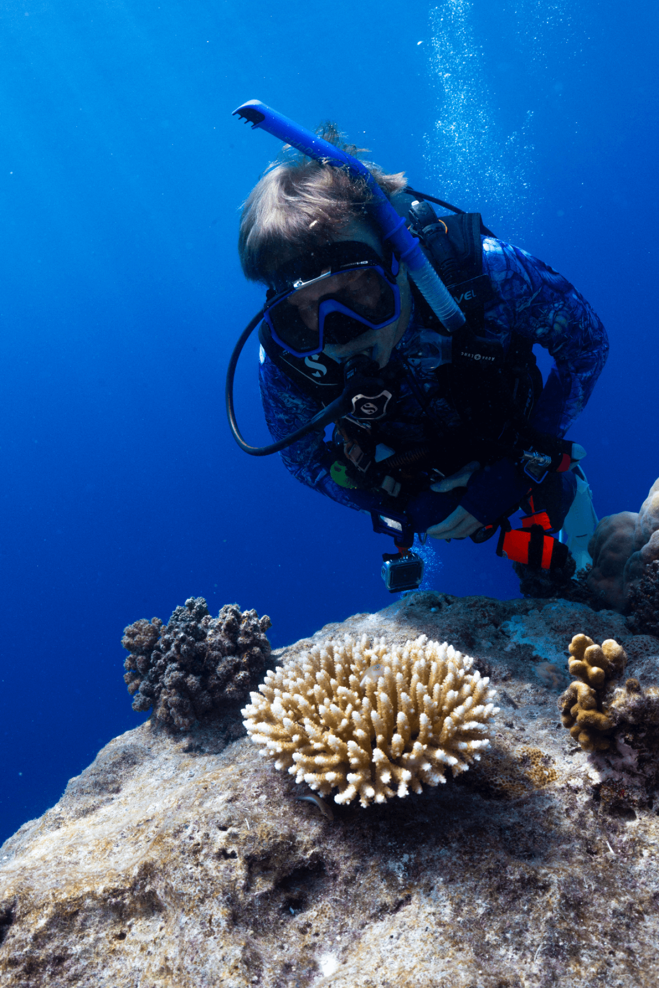 Stephen inspects a small fish inside a coral head in Palau.