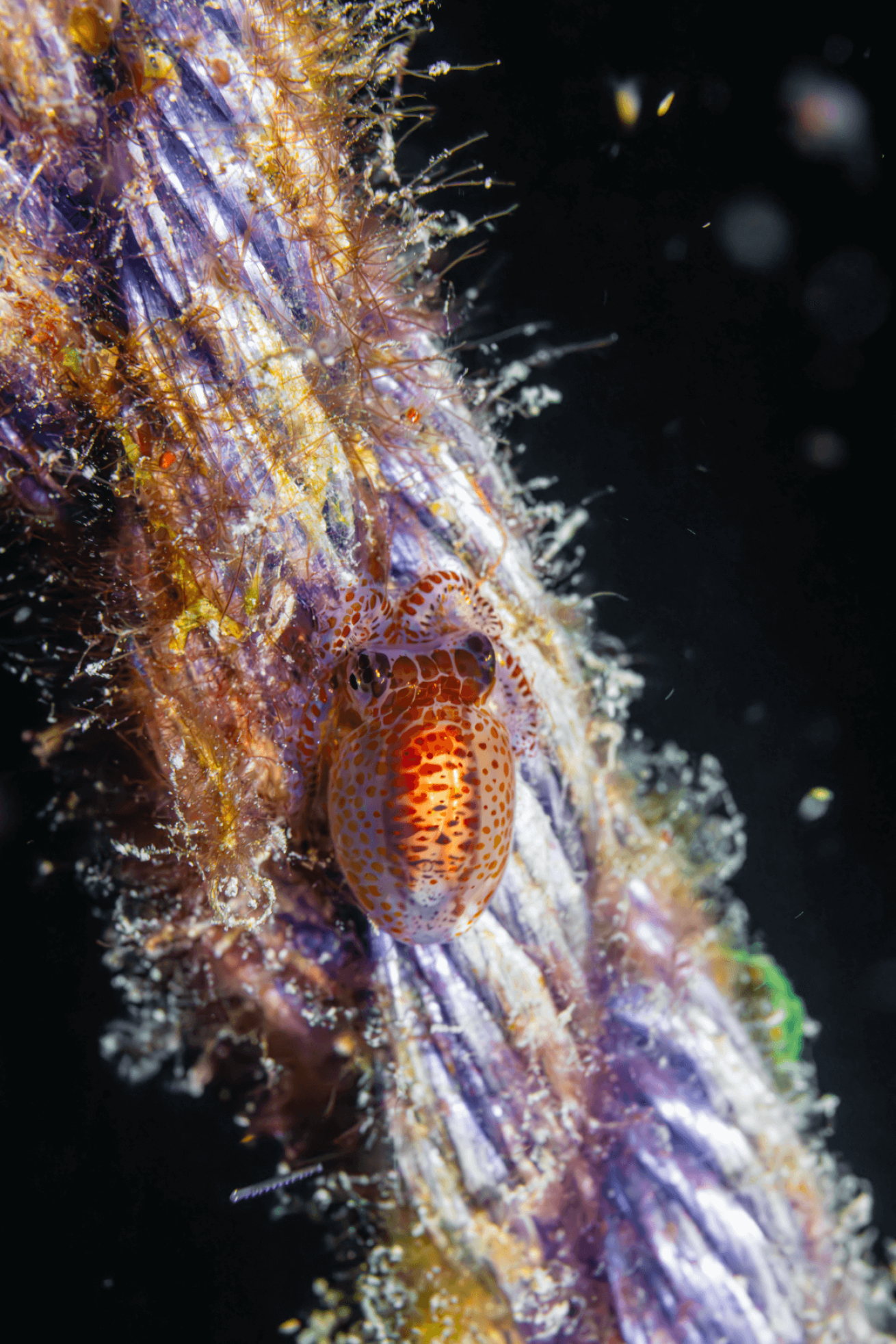 Tiny cephalopods like this one are common on night dives