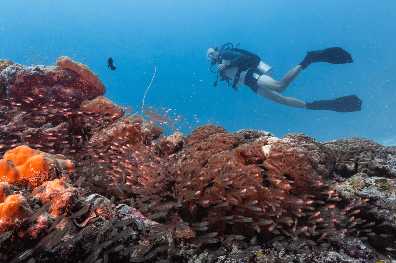 Palau Aggressor II guest Ken watches a school of glittering fish hover over coral
