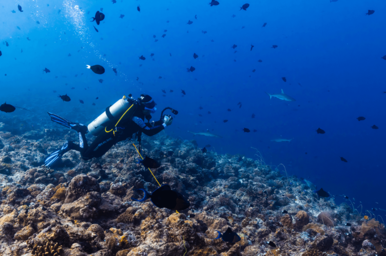 Sharks are common at many sites, and divers hook in to the reef to watch them pass